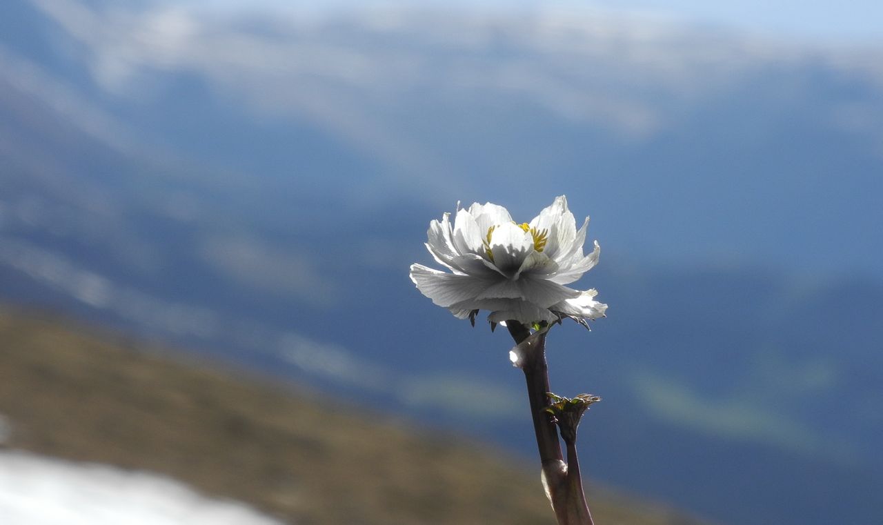lilacinus /i> bunge)是毛茛科金莲花属的多年生草本植物