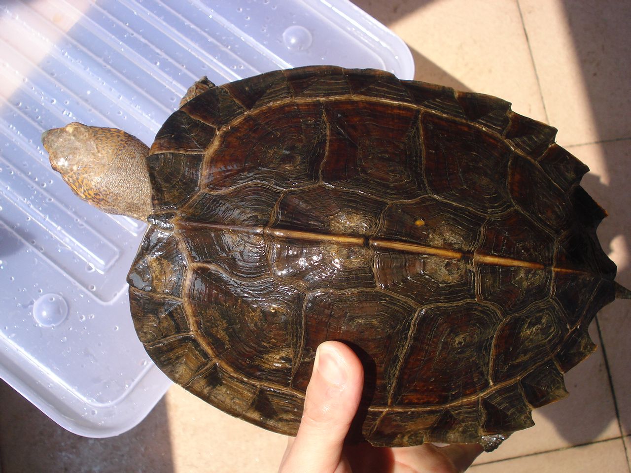 种中等大小的黑色淡水龟,因为颜色单调,不美观 ,有人称之为 "牛屎龟"