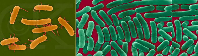 vibrio parahemolyticus