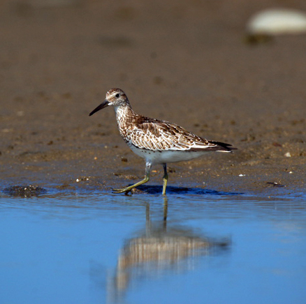 calidris tenuirostris