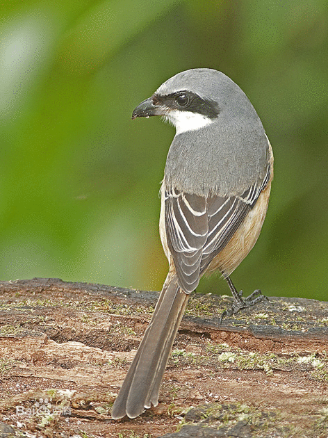  p>灰背伯劳(学名: i>lanius tephronotus /i>)为 a target="_blank"