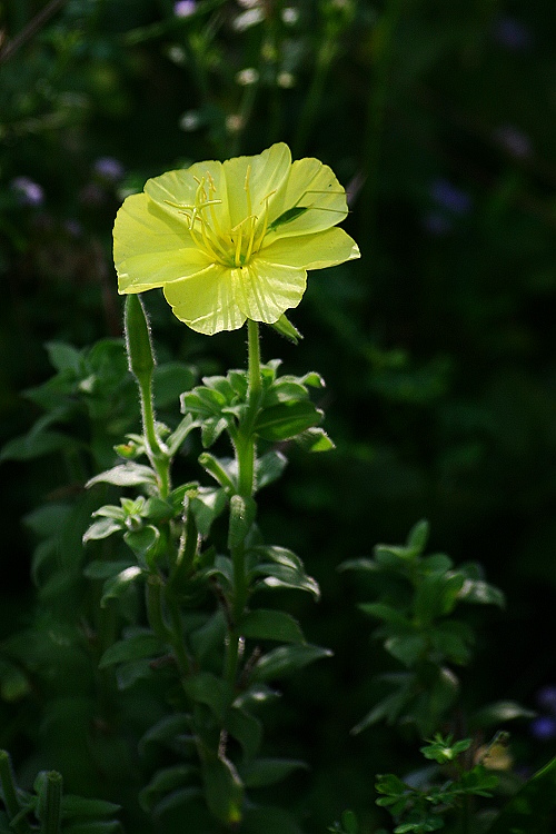  p>海边月见草(学名:oenothera drummondii hook.