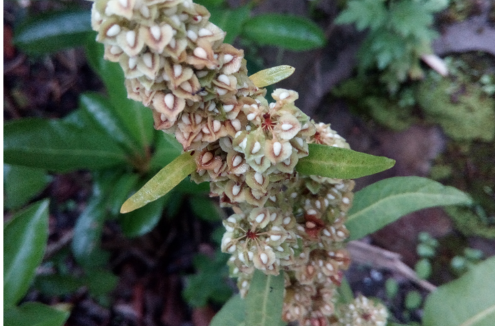  p>羊蹄(学名: i>rumex japonicus /i> houtt.