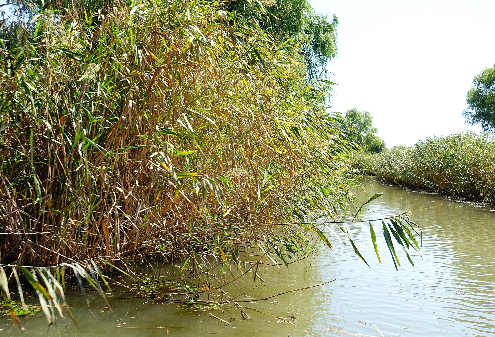  p data-id="gnyxk0rdy6">大纵湖芦荡迷宫位于该湖西北部,芦苇迷宫一
