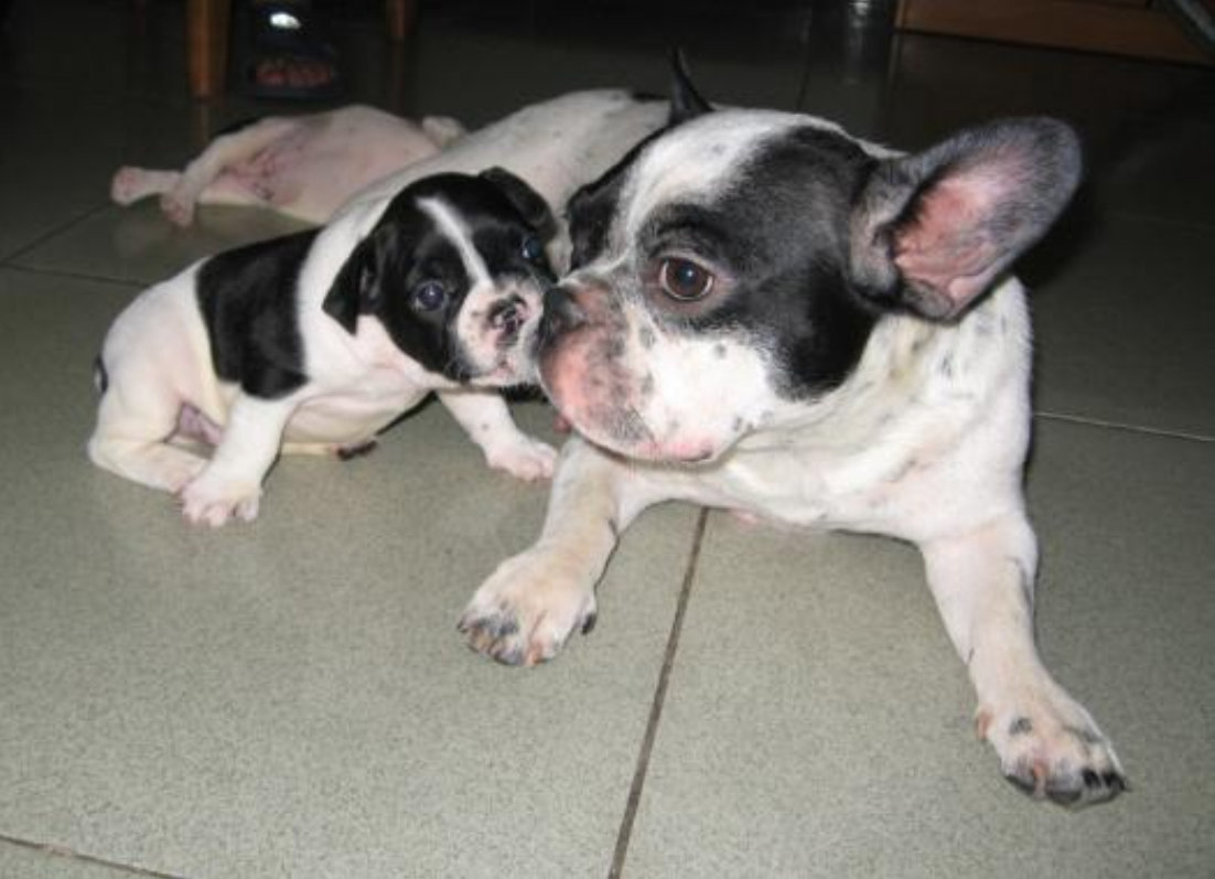 斗牛犬bulldog