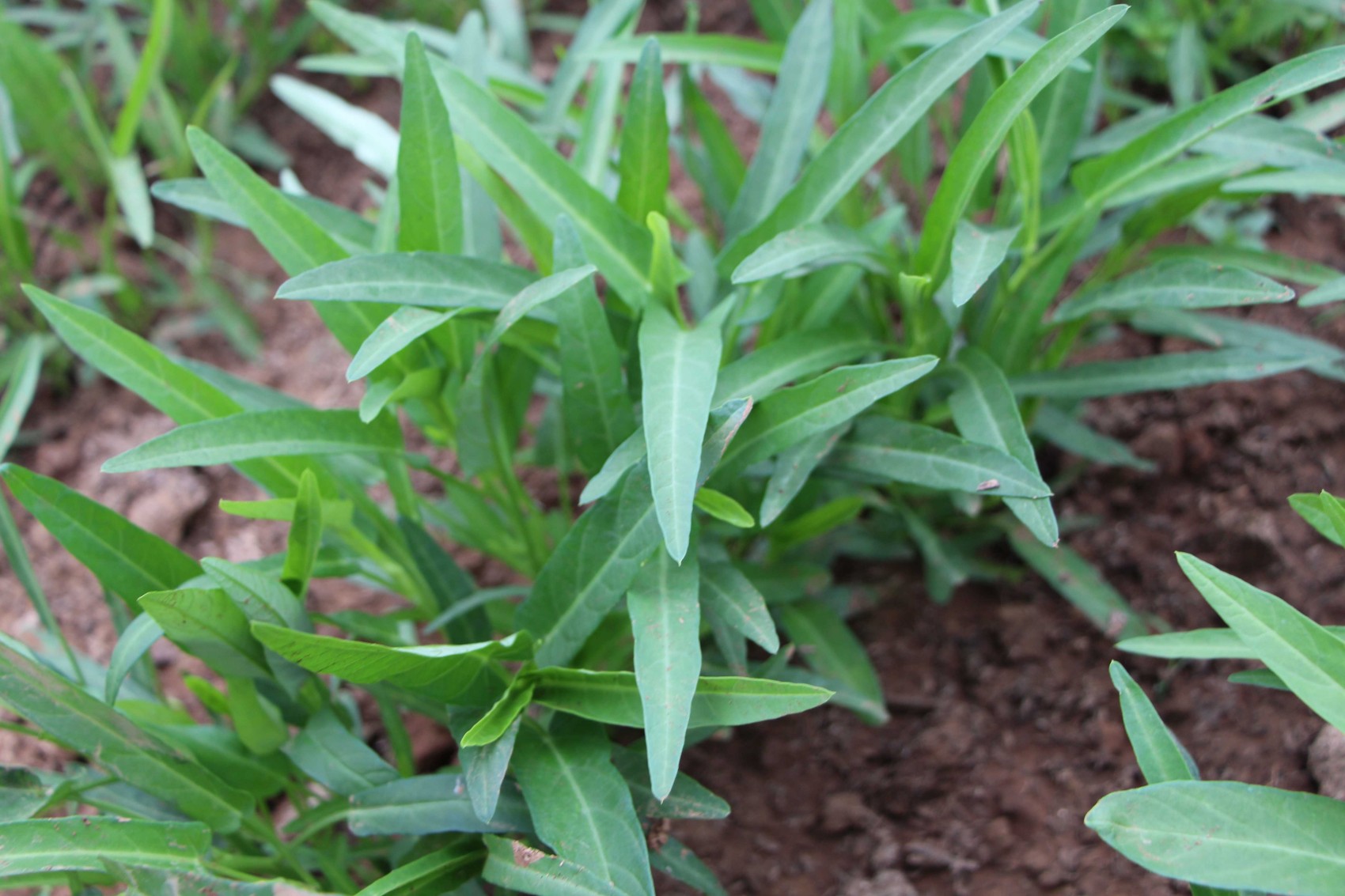  p>番薯属(拉丁学名: i>ipomoea /i>),是 a target="_blank" href="