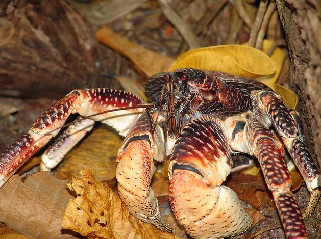coconut crab