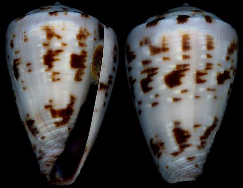  p>续线芋螺是 a href="#" data-lemmaid="6342608">新腹足目 /a>, a