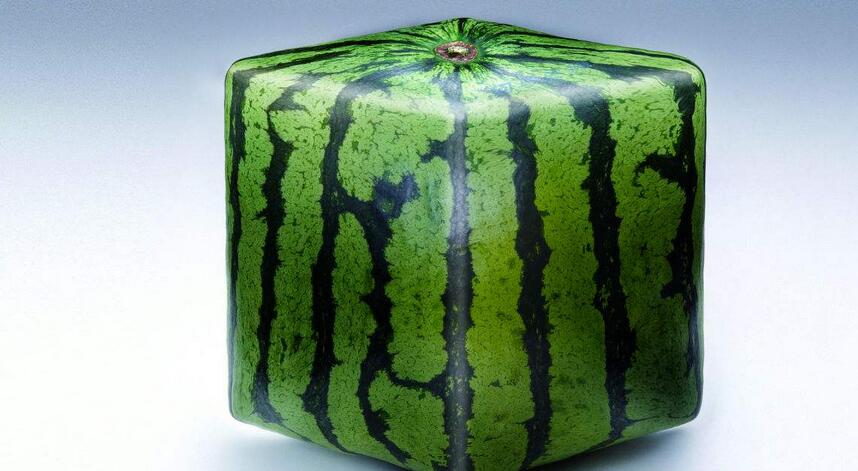 方形西瓜