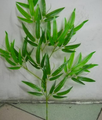 红毛竹叶子（亚种）_百度百科