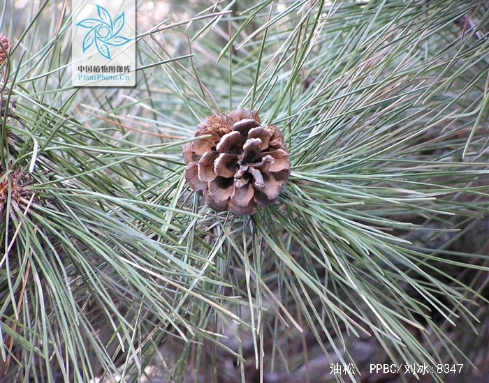  p>油松(学名: i>pinus tabuliformis /i> carr.