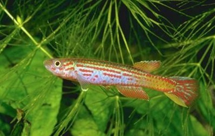  p>雄鱼体色鲜艳,在蓝色的底色上有许多红色纵纹或成排的斑点; a