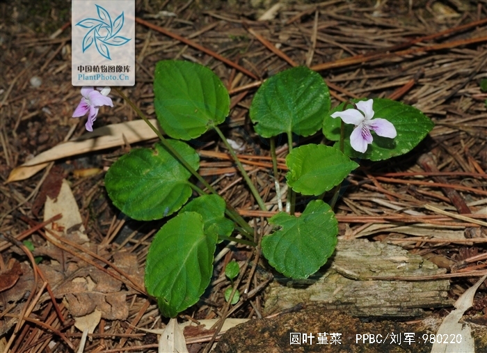  p>圆叶堇菜(学名:viola pseudo-bambusetorum chang)是堇菜科堇菜属