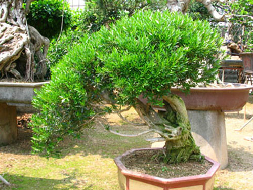  p>雀舌黄杨(学名: i>buxus bodinieri /i>  levl.