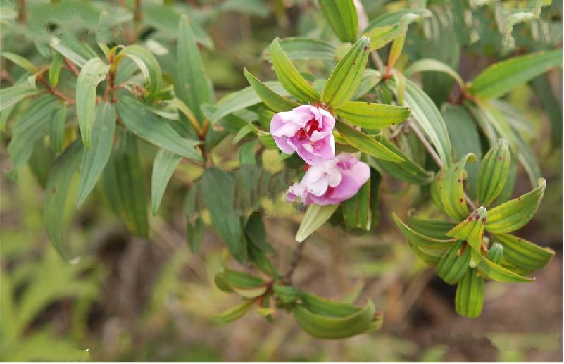 银毛野牡丹(变种)