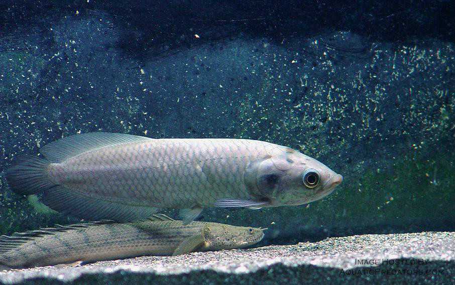 异耳骨舌鱼(heterotis niloticus)又称非洲龙鱼,非洲黑龙,为骨舌鱼