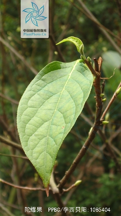  p>陀螺果( i>melliodendron xylocarpum hand.-mazz.