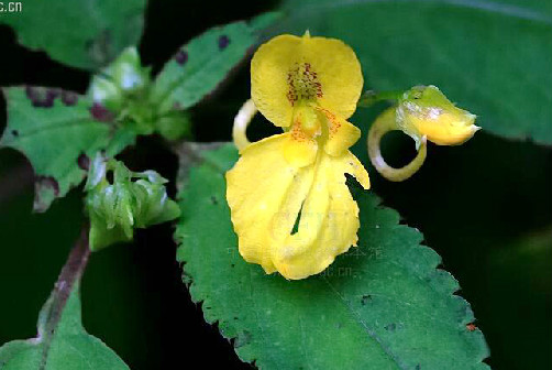impatiens microstachys hook.f.