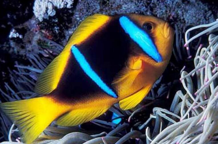 太平洋双带小丑