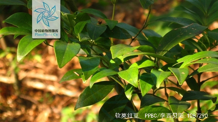  p>软荚红豆(学名: i>ormosia semicastrata /i> hance)是豆科,红豆属