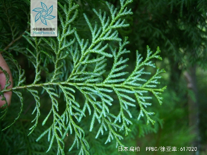 是柏科,扁柏属 a href="#" data-lemmaid="33239">乔木 /a>,在原产地