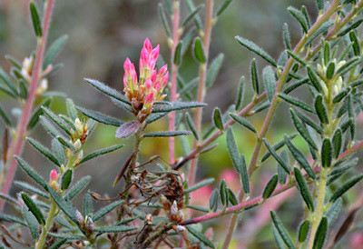  p>碎米花(学名: i>rhododendron spiciferum /i> franch.