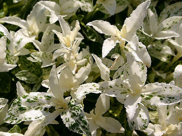  p data-id="ta9flyy66olp">冬青卫矛( i>euonymus japonicus /i>