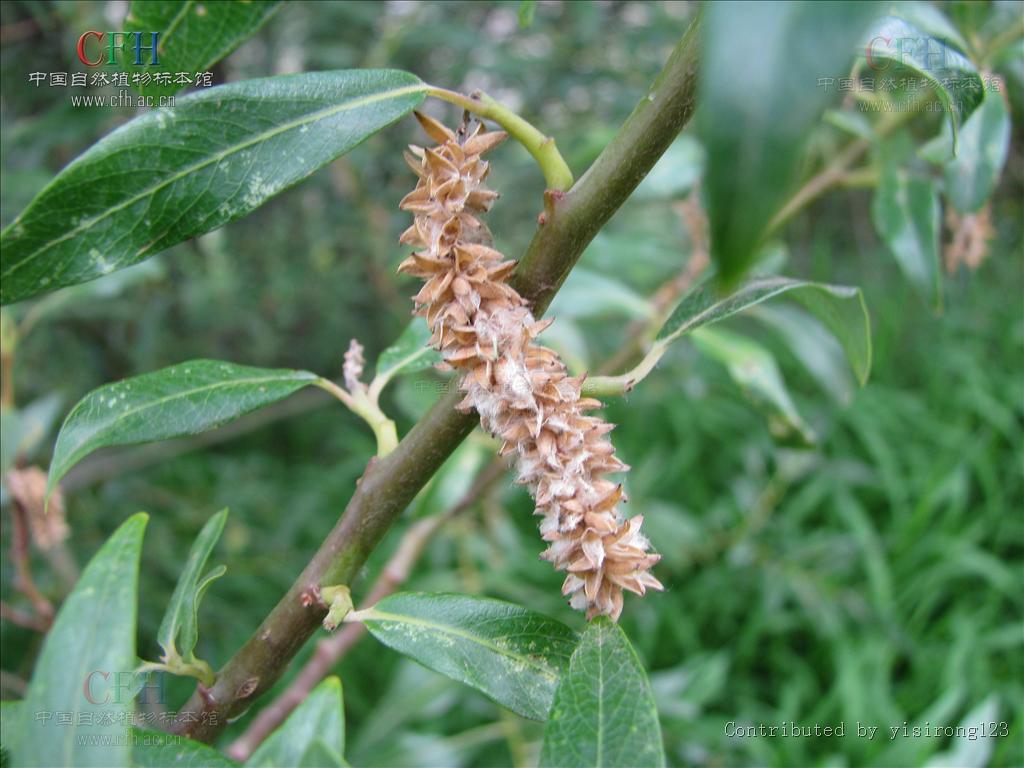 salix sclerophylla andersson