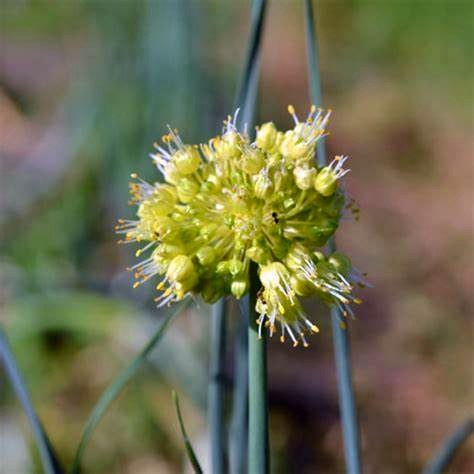  p>高葶韭(学名: i>allium obliquum /i> l.