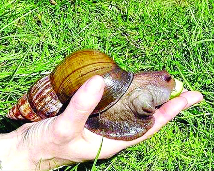  p>夏威夷蜗牛是一类色彩鲜艳的 a href="#" data-lemmaid="34857">