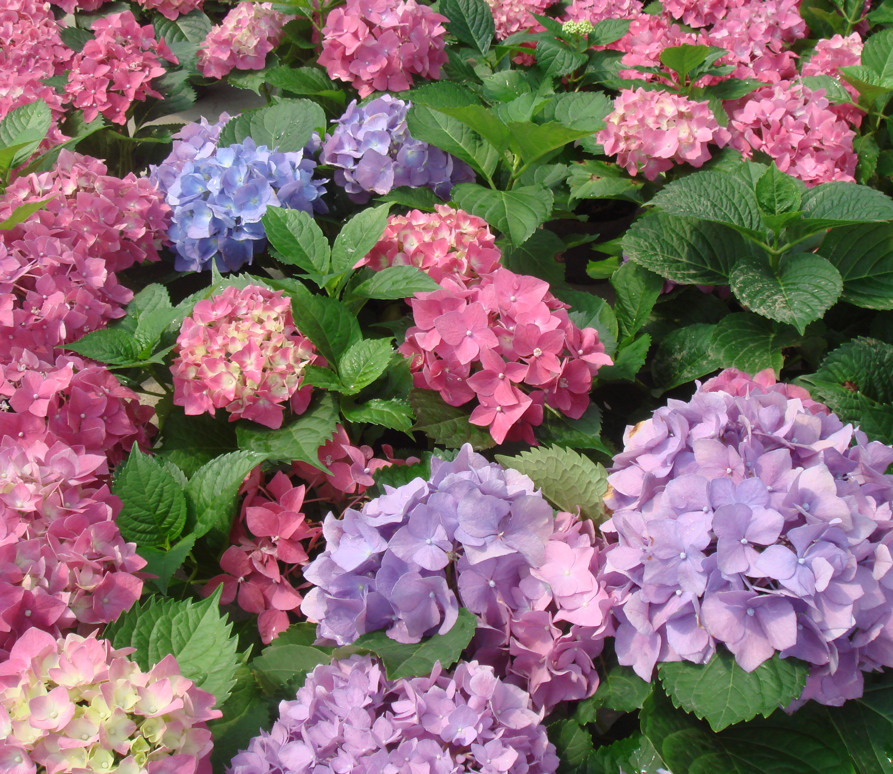 bosser)是茜草科团花属植物,落叶大乔木,高达30米;树干通直,基部略