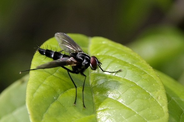 ="_blank" href="/item/寄蝇科">寄蝇科 /a>美根寄蝇属的一种昆虫