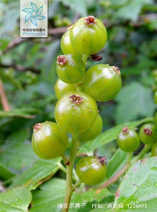 ribes viridiflorum