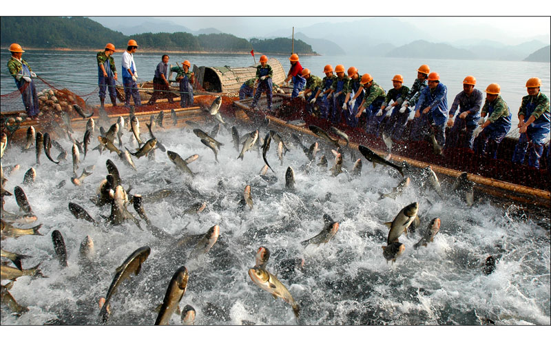  p>农林牧副渔是农业〔种植业〕 ,林业,畜牧业,副业,渔业(水产业)的