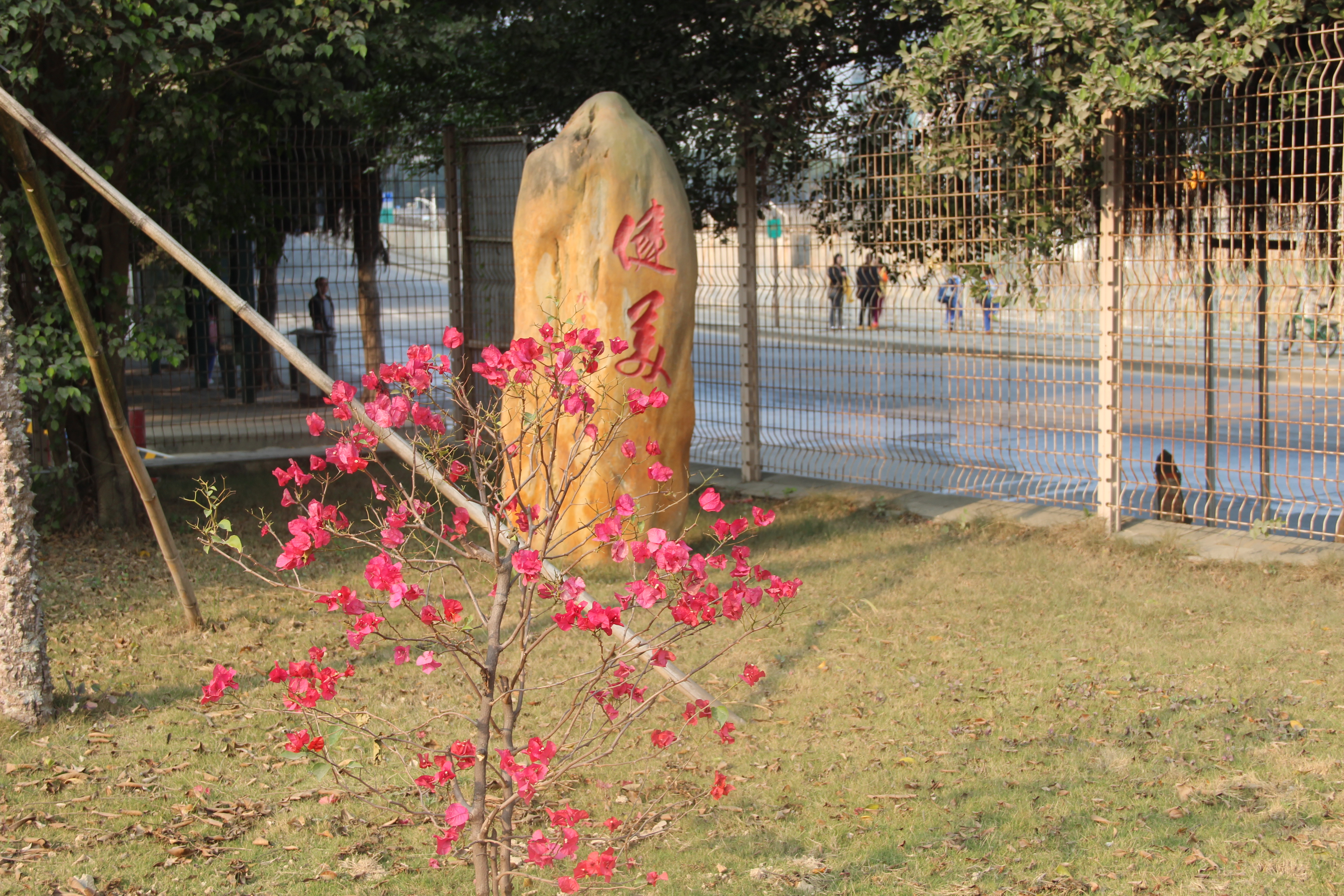 深圳市安芳小学