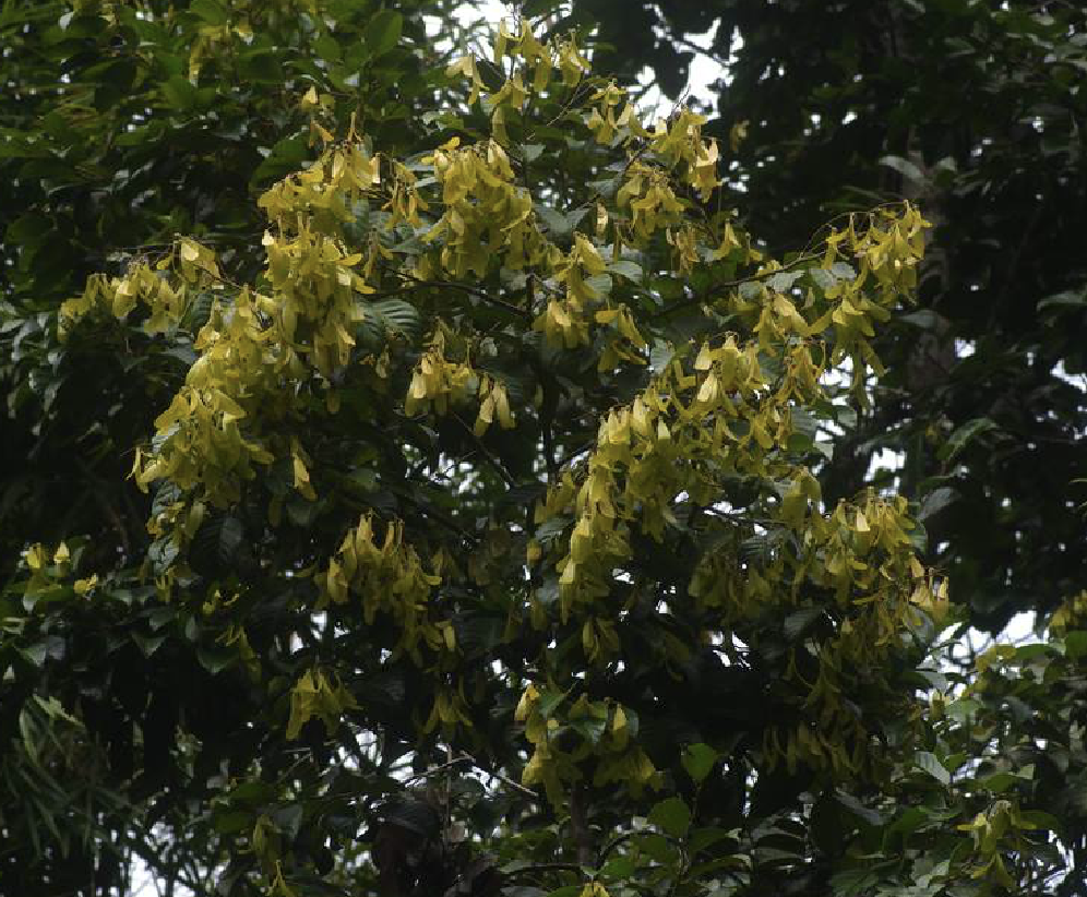  p>坡垒(学名: i>hopea hainanensis /i> merr.