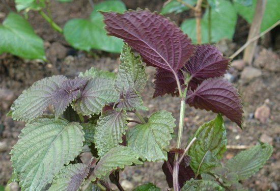 紫苏全身都是宝 紫苏有什么功效 百科ta说