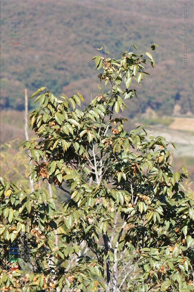 是 a target="_blank" href="/item/双子叶植物纲/229183" data