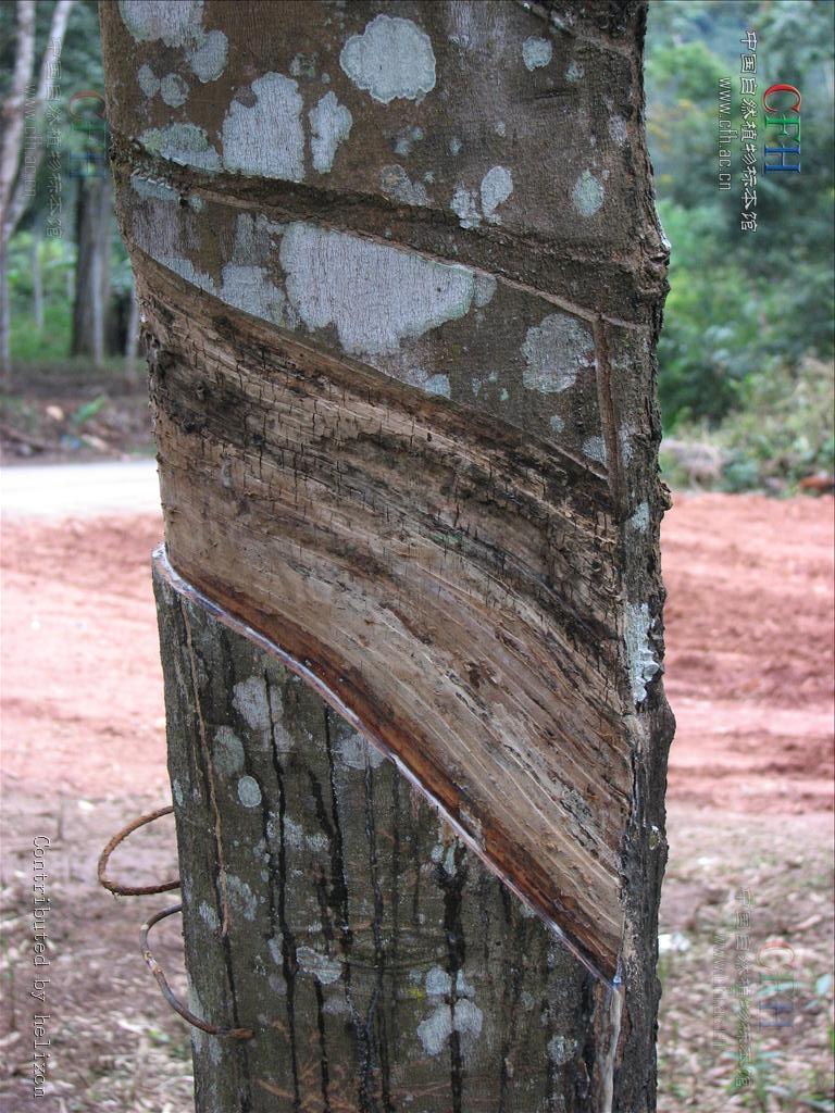 arg.)是大戟科,橡胶树属植物.