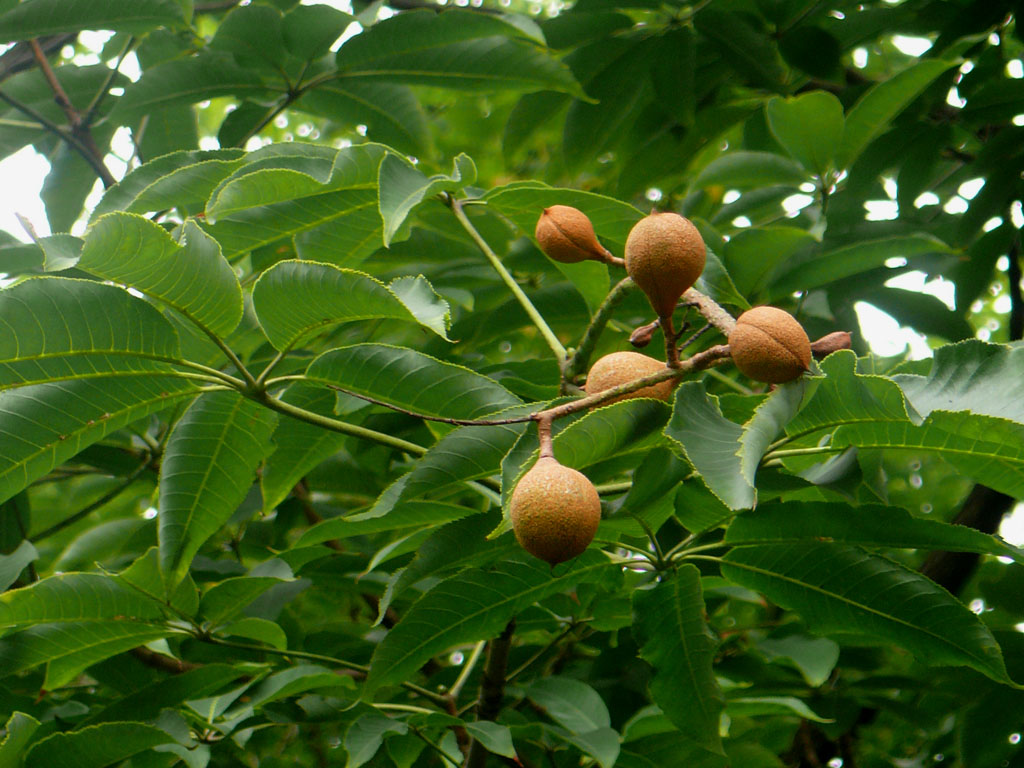  p>云南七叶树(拉丁学名: i>aesculus wangii hu /i>),落叶乔木,云南
