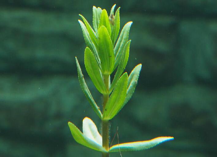  p>水盾草(学名: i>cabomba caroliniana /i> a.