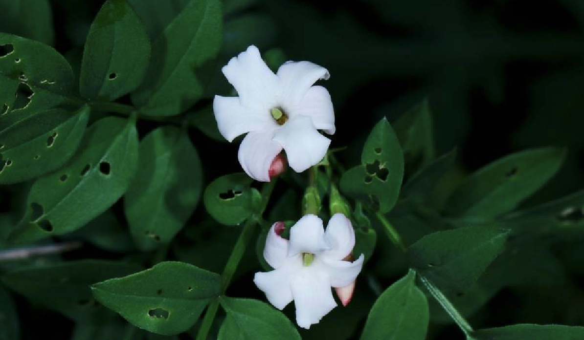  p>素方花(学名: i>jasminum officinale /i> l.)是木犀科素馨属植物.