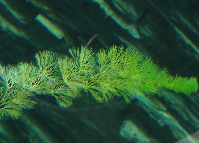  p>水盾草(学名: i>cabomba caroliniana /i> a.