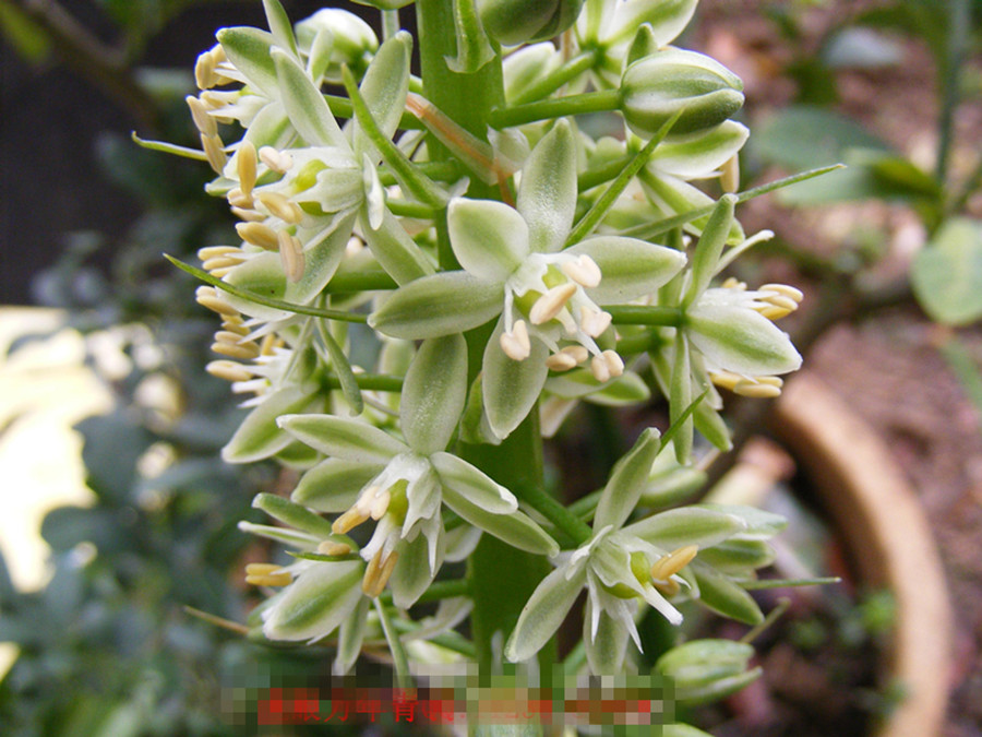  p>虎眼万年青(学名: i>ornithogalum caudatum  /i>jacq.