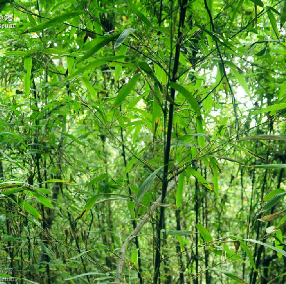  p> a href="#">短穗竹 /a>,拉丁文名:brachystachyum densiflorum