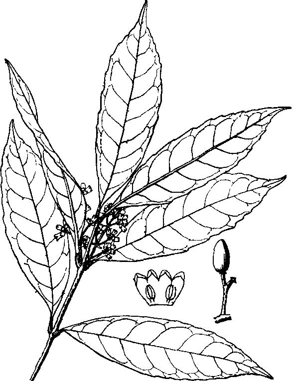  i>olea hainanensis /i> li )是木犀科木犀榄属植物,为灌木或小乔木