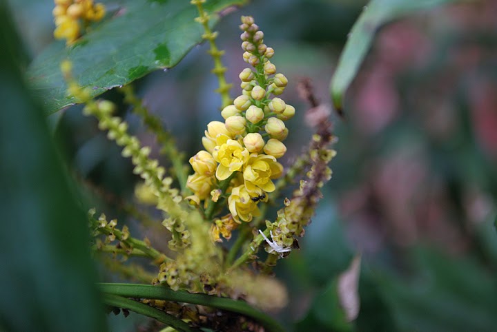 阿里山十大功劳