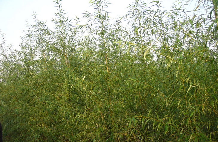  p>北沙柳(学名: i>salix psammophila /i> c. wang et ch. y.