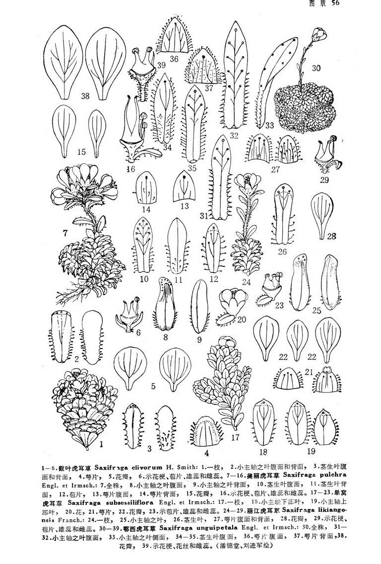  p>虎耳草(学名:saxifraga stolonifera curt.
