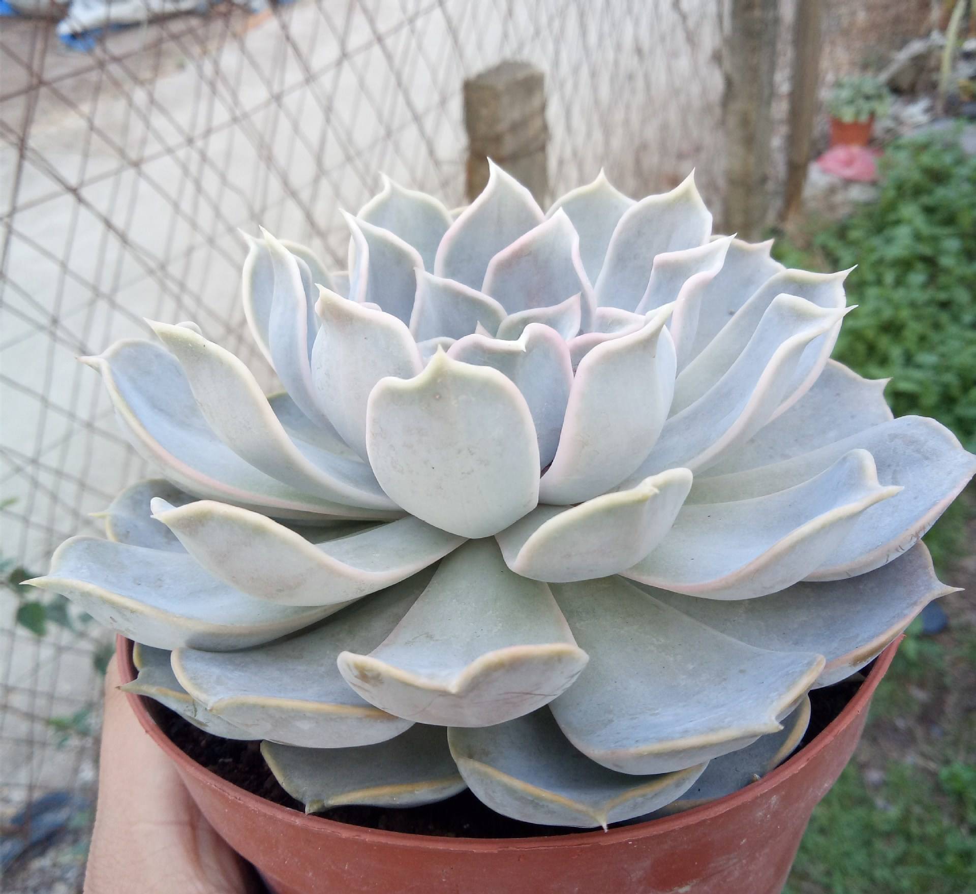 data-ctrid="tbc4zjybxb2q">丽娜莲为景天科拟石莲花属的多肉植物